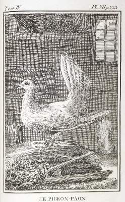 Bild Nr.1: 128-1979 Lavalle,A. u. M.Lietze (Bearb.).: (Zoologie, Vögel, Tauben)