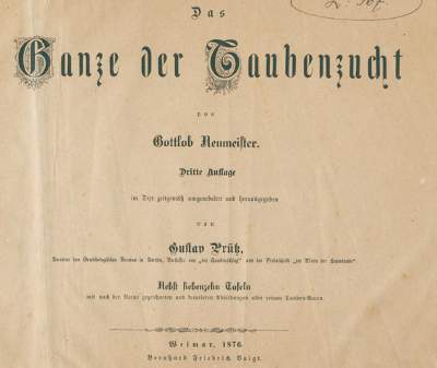 Bild Nr.1: 128-1983 Neumeister, G.: (Zoologie, Vögel, Tauben)