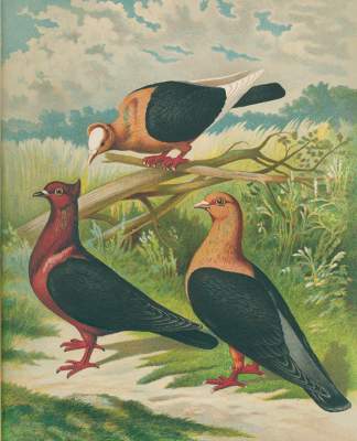 Bild Nr.1: 128-1984 Prütz,G.: (Zoologie, Vögel, Tauben)