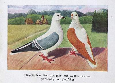 Bild Nr.1: 128-1987 Sammlung: (Zoologie, Vögel, Tauben)