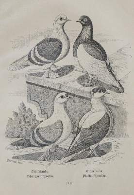 Bild Nr.1: 128-1989 Sammlung: (Zoologie, Vögel, Tauben)