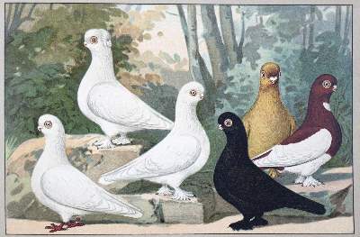 Bild Nr.1: 128-1992 Schachtzabel,E.: (Zoologie, Vögel, Tauben)