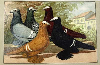 Bild Nr.1: 128-1993 Schachtzabel,E.: (Zoologie, Vögel, Tauben)