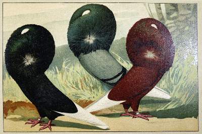 Bild Nr.1: 128-1994 Schachtzabel,E.: (Zoologie, Vögel, Tauben)