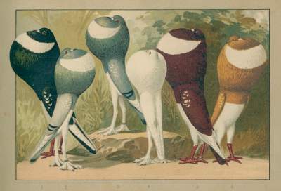 Bild Nr.1: 128-1995 Schachtzabel,E.: (Zoologie, Vögel, Tauben)