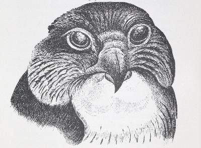 Bild Nr.1: 128-1999 Taubert,F.: (Zoologie, Vögel, Tauben)