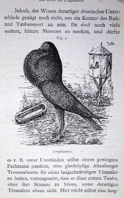 Bild Nr.1: 128-2000 Taubert,F.: (Zoologie, Vögel, Tauben)