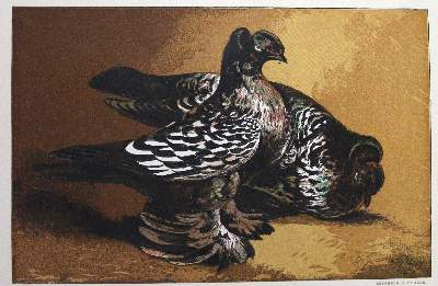 Bild Nr.1: 128-2002 Tegetmeier,W.B.: (Zoologie, Vögel, Tauben)