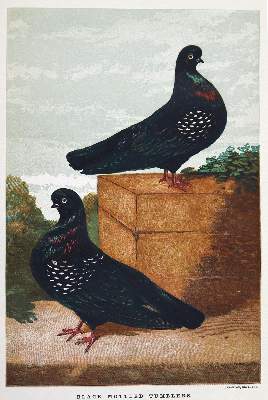 Bild Nr.1: 128-2003 Tegetmeier,W.B.: (Zoologie, Vögel, Tauben)