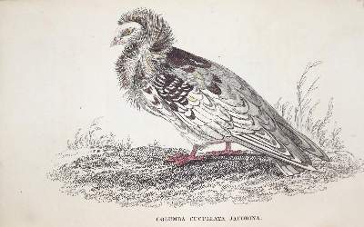 Bild Nr.1: 128-2005 Treitschke,F.: (Zoologie, Vögel, Tauben)