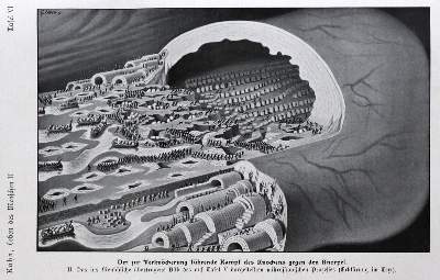 Bild Nr.1: 128-2012 Kahn,F.: (Verschiedene Gebiete - Varia, Anthropologie)