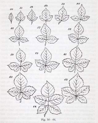 Bild Nr.3: 128-2038 Spencer,H.: (Verschiedene Gebiete - Varia, Biologie)