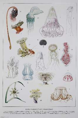 Bild Nr.1: 128-2391 Sammlung: (Frankreich)