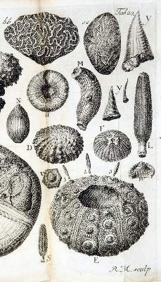 Bild Nr.2: 128-2462 Sammlung: (Schweiz)
