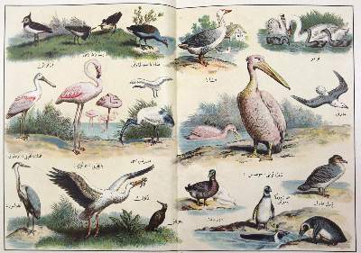 Bild Nr.1: 128-2474 Arabien.: (Verschiedene Länder - Geschichte, Arabien, Zoologie)