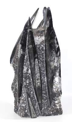 Bild Nr.1: 128-2708 Orthoceras Fossilienturm.: (Varia)