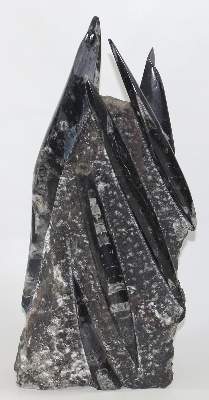 Bild Nr.3: 128-2708 Orthoceras Fossilienturm.: (Varia)