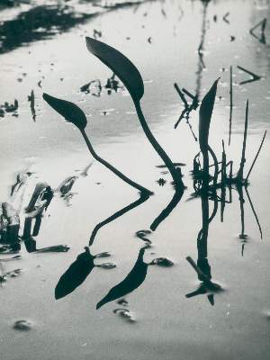 Bild Nr.1: 128-3209 Clergue, Lucien: (Photographie)