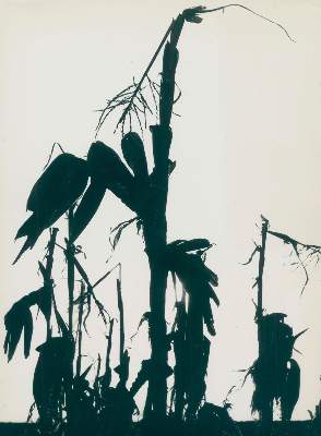 Bild Nr.1: 128-3211 Clergue, Lucien: (Photographie)