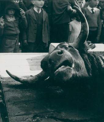 Bild Nr.1: 128-3213 Clergue, Lucien: (Photographie)