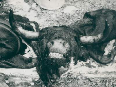 Bild Nr.2: 128-3213 Clergue, Lucien: (Photographie)