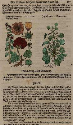 Bild Nr.3: 128-3277 Matthiolus,P.A.: (Varia, Botanik)