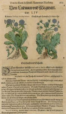 Bild Nr.4: 128-3277 Matthiolus,P.A.: (Varia, Botanik)