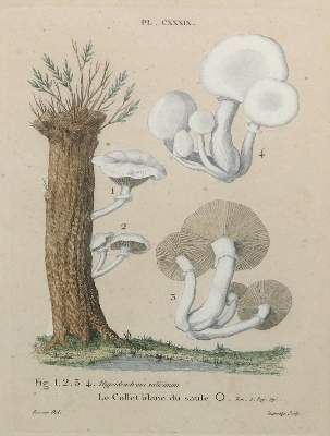 Bild Nr.2: 128-3278 Mykologie.: (Varia, Botanik)