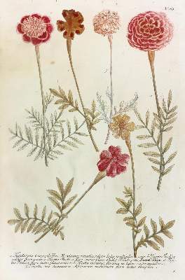 Bild Nr.1: 128-3280 Pflanzen.: (Varia, Botanik)