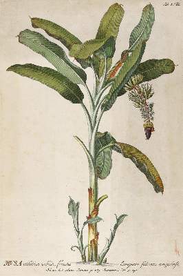 Bild Nr.1: 128-3281 Bananenstaude.: (Varia, Botanik, Trew)
