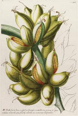 Bild Nr.1: 128-3282 Bananenstaude.: (Varia, Botanik, Trew)