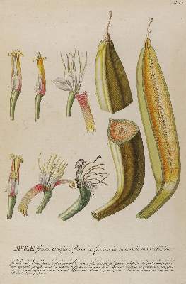 Bild Nr.1: 128-3283 Bananenstaude.: (Varia, Botanik, Trew)