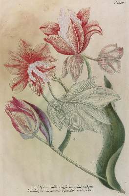 Bild Nr.1: 128-3285 Tulpen.: (Varia, Botanik)