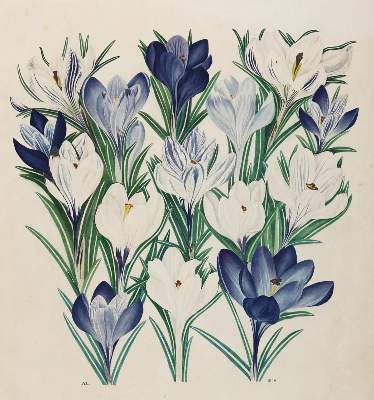 Bild Nr.2: 128-3285 Tulpen.: (Varia, Botanik)