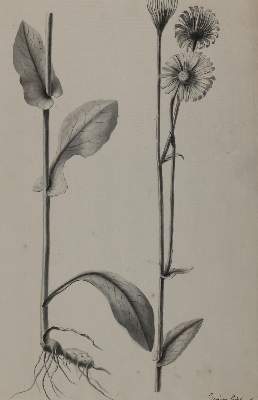 Bild Nr.3: 128-3285 Tulpen.: (Varia, Botanik)