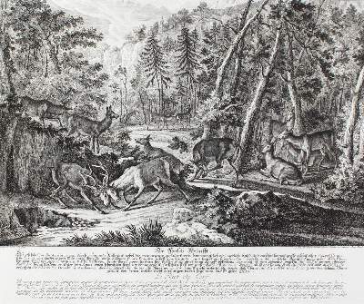 Bild Nr.11: 128-3309 Hirsch.: (Varia, Jagd, Ridinger)