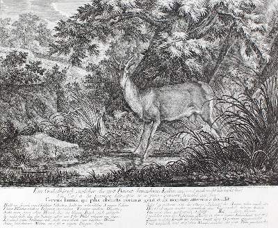 Bild Nr.31: 128-3309 Hirsch.: (Varia, Jagd, Ridinger)