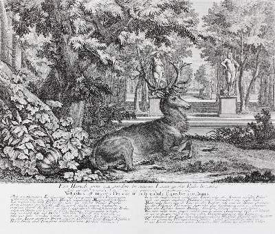 Bild Nr.51: 128-3309 Hirsch.: (Varia, Jagd, Ridinger)