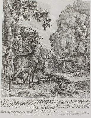 Bild Nr.81: 128-3309 Hirsch.: (Varia, Jagd, Ridinger)