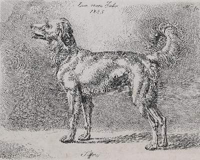 Bild Nr.1: 128-3396 Hunde.: (Varia, Zoologie)