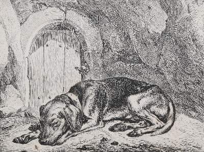 Bild Nr.2: 128-3396 Hunde.: (Varia, Zoologie)