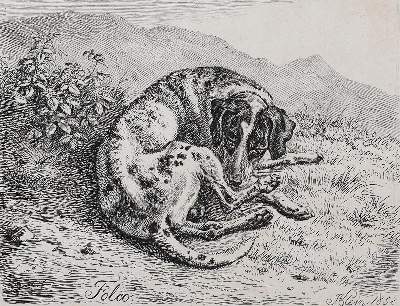 Bild Nr.3: 128-3396 Hunde.: (Varia, Zoologie)