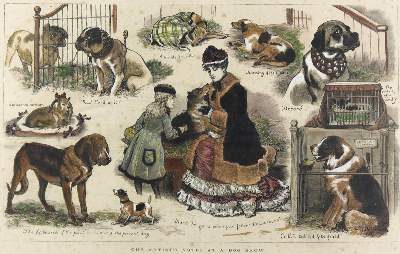 Bild Nr.51: 128-3396 Hunde.: (Varia, Zoologie)
