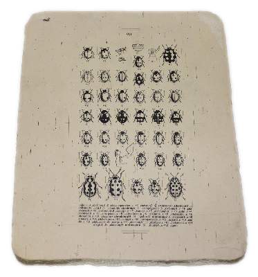 Bild Nr.3: 128-3399 Lithographiesteine: (Varia, Zoologie)
