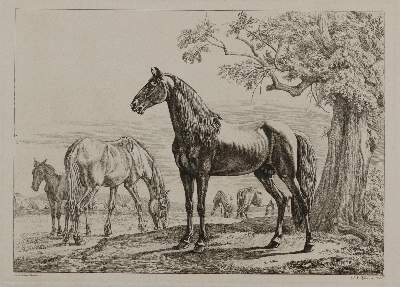 Bild Nr.1: 128-3400 Pferde.: (Varia, Zoologie)