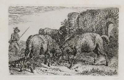 Bild Nr.1: 128-3402 Schafe und Ziegen.: (Varia, Zoologie)