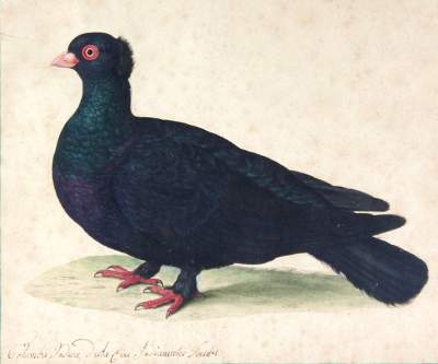 Bild Nr.1: 128-3404 Columba Indica.: (Varia, Zoologie, Vögel)