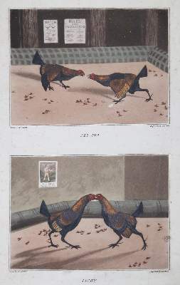 Bild Nr.3: 128-3407 Sammlung: (Varia, Zoologie, Vögel)