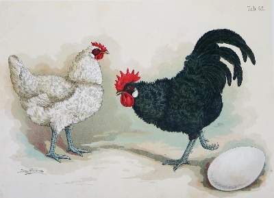 Bild Nr.5: 128-3407 Sammlung: (Varia, Zoologie, Vögel)