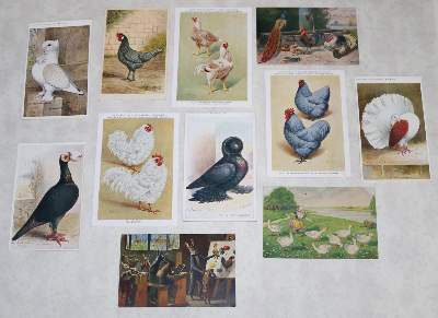 Bild Nr.6: 128-3407 Sammlung: (Varia, Zoologie, Vögel)